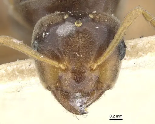 Lasius flavus - CASENT0903209