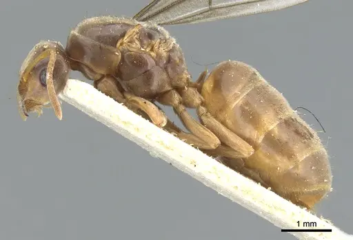 Lasius flavus - CASENT0903209