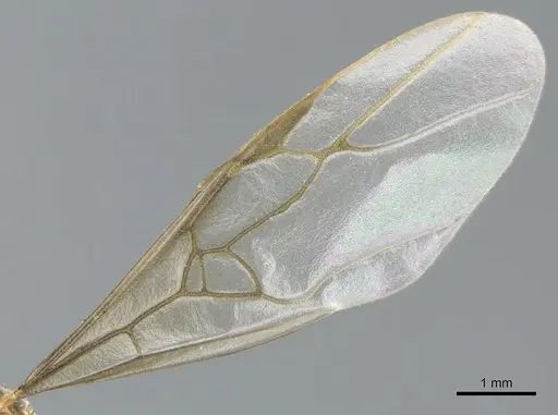 Lasius flavus - CASENT0903209