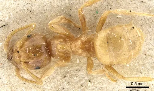 Lasius flavus - CASENT0903210