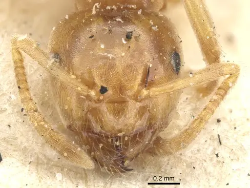 Lasius flavus - CASENT0903210