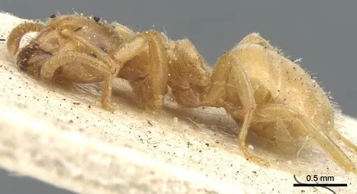 Lasius flavus - CASENT0903210