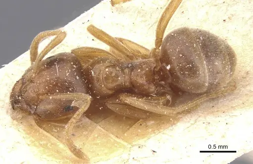 Lasius flavus - CASENT0912281