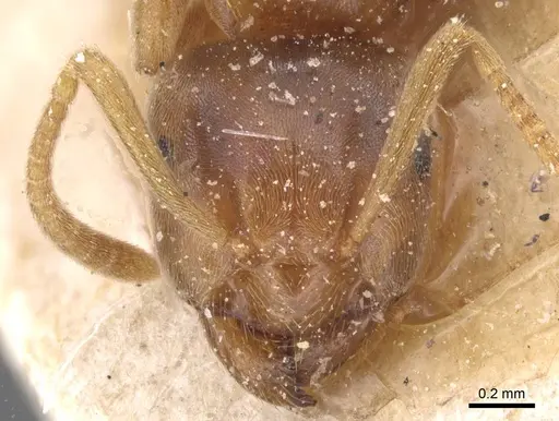 Lasius flavus - CASENT0912281