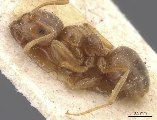 Lasius flavus - CASENT0912281