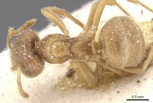 Lasius flavus - CASENT0912282