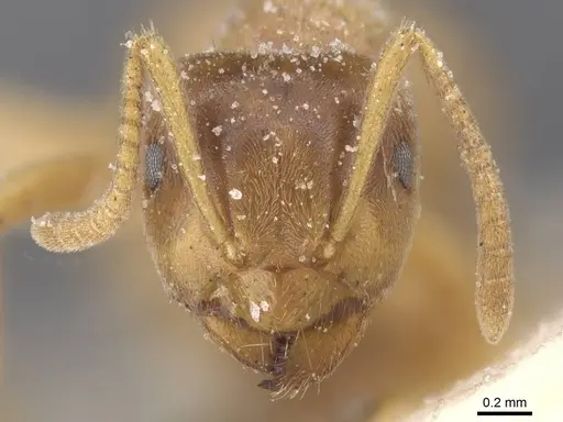 Lasius flavus - CASENT0912282