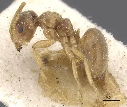 Lasius flavus - CASENT0912282