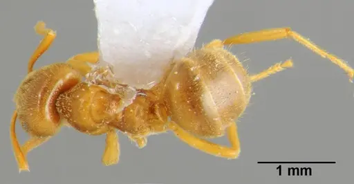 Lasius flavus - CFH000053