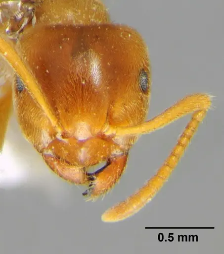 Lasius flavus - CFH000053