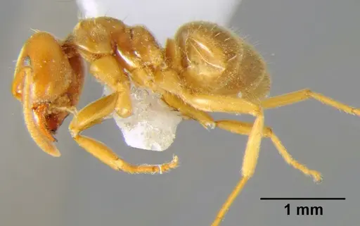 Lasius flavus - CFH000053