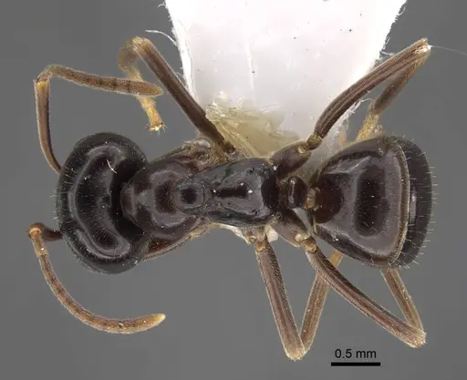 Lasius fuji specimen