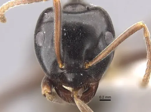 Lasius fuji specimen