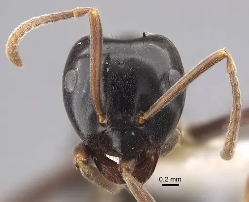 Lasius fuji specimen