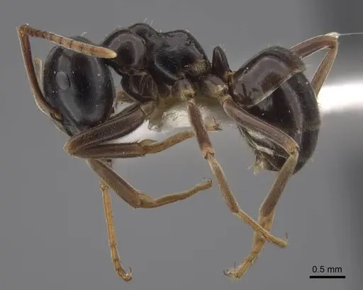 Lasius fuji - CASENT0917491