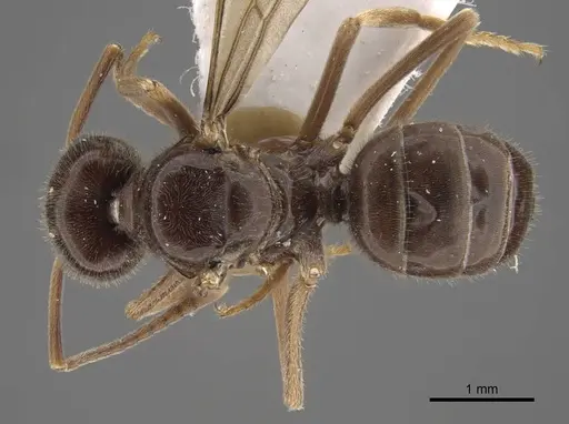 Lasius fuji - CASENT0917492