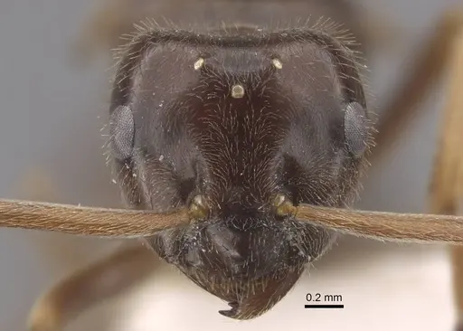 Lasius fuji - CASENT0917492