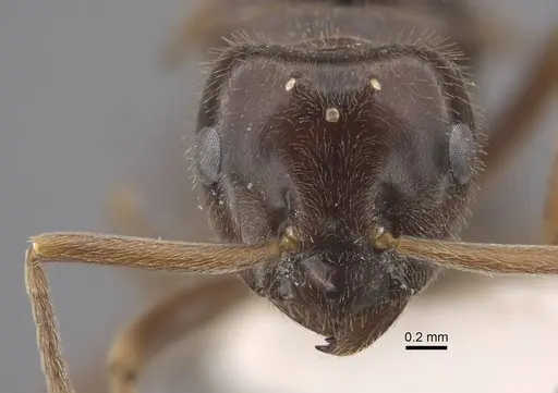 Lasius fuji - CASENT0917492