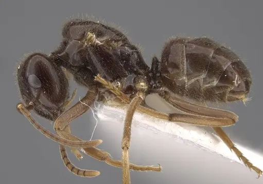 Lasius fuji - CASENT0917492