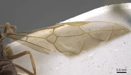 Lasius fuji - CASENT0917492