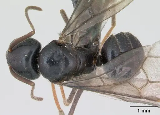 Lasius fuliginosus specimen