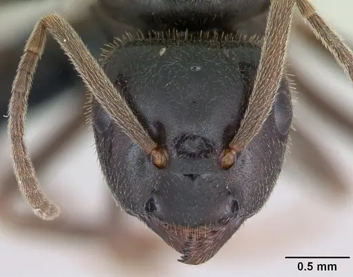 Lasius fuliginosus specimen