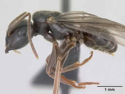 Lasius fuliginosus specimen