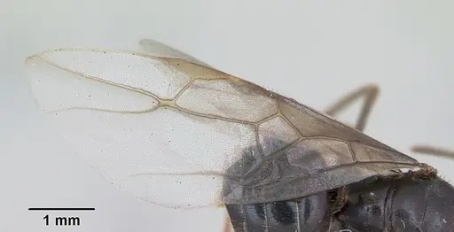 Lasius fuliginosus - CASENT0172764