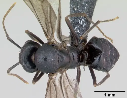 Lasius fuliginosus - CASENT0172765