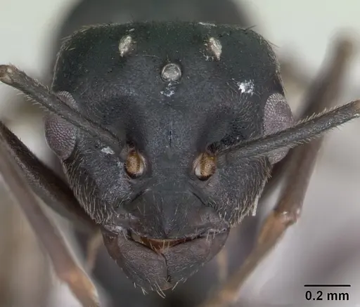 Lasius fuliginosus - CASENT0172765