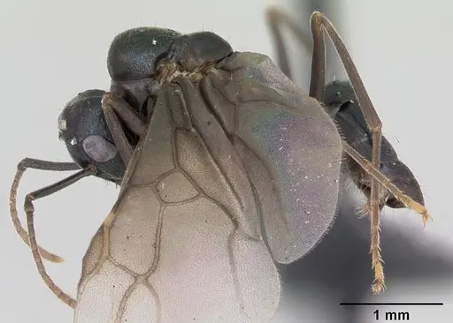 Lasius fuliginosus - CASENT0172765