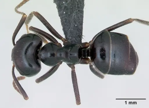 Lasius fuliginosus - CASENT0173166