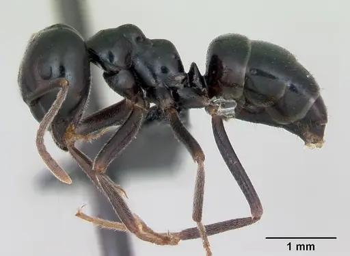 Lasius fuliginosus - CASENT0173166