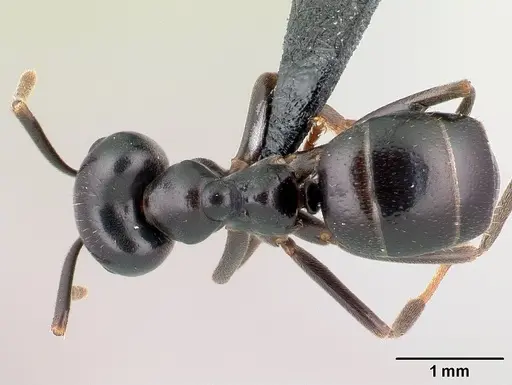 Lasius fuliginosus - CASENT0179898