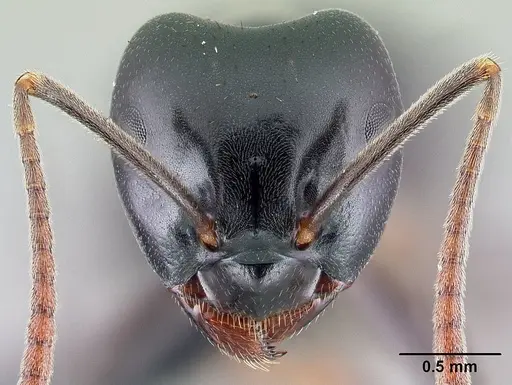 Lasius fuliginosus - CASENT0179898