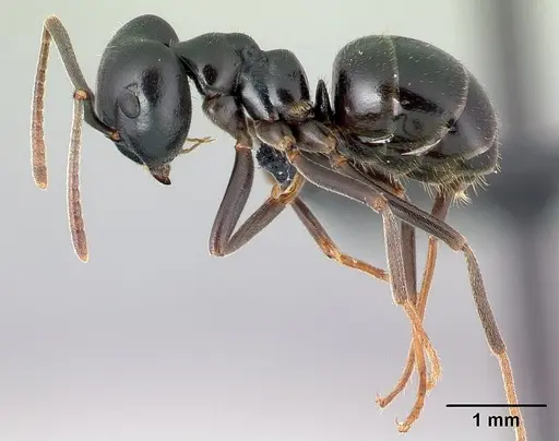 Lasius fuliginosus - CASENT0179898