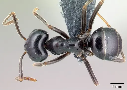 Lasius fuliginosus - CASENT0179910