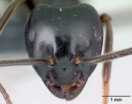 Lasius fuliginosus - CASENT0179910