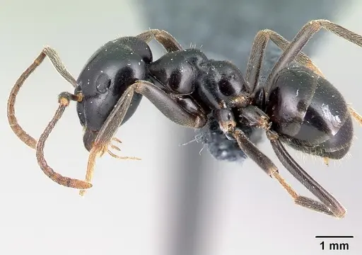 Lasius fuliginosus - CASENT0179910