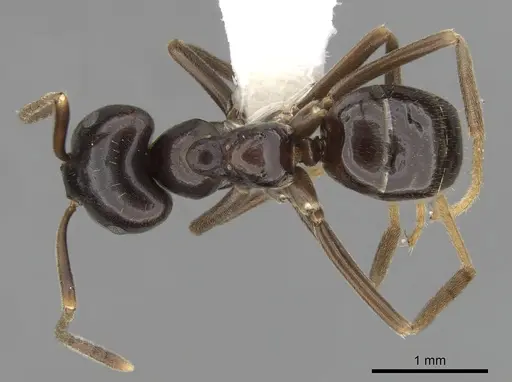 Lasius fuliginosus - CASENT0280458