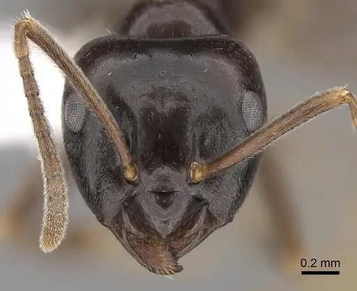 Lasius fuliginosus - CASENT0280458