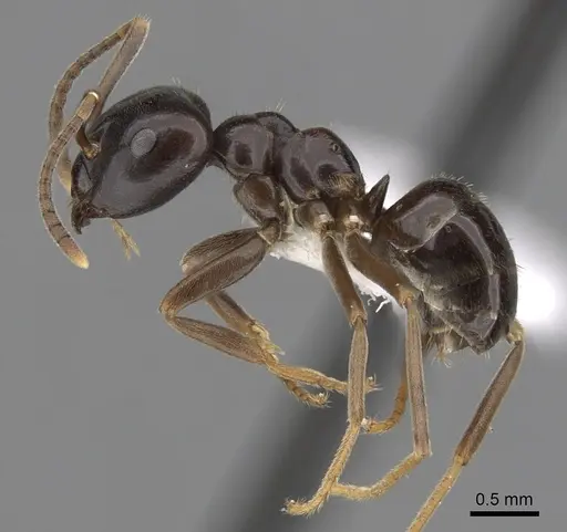 Lasius fuliginosus - CASENT0280458