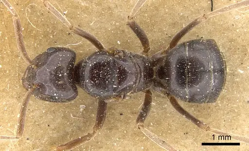 Lasius fuliginosus - CASENT0903207