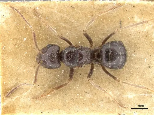 Lasius fuliginosus - CASENT0903207