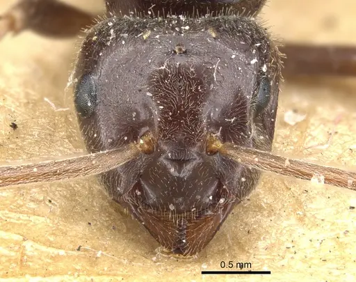 Lasius fuliginosus - CASENT0903207