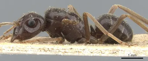 Lasius fuliginosus - CASENT0903207