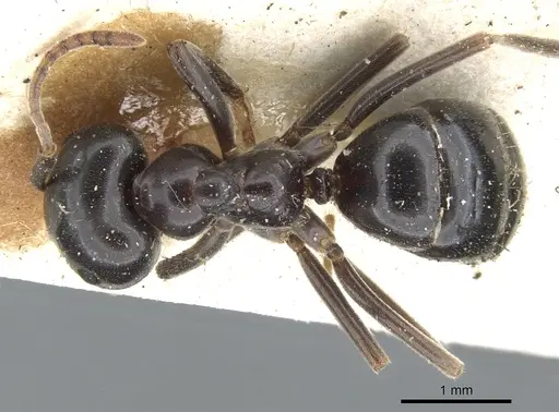 Lasius fuliginosus - CASENT0903208