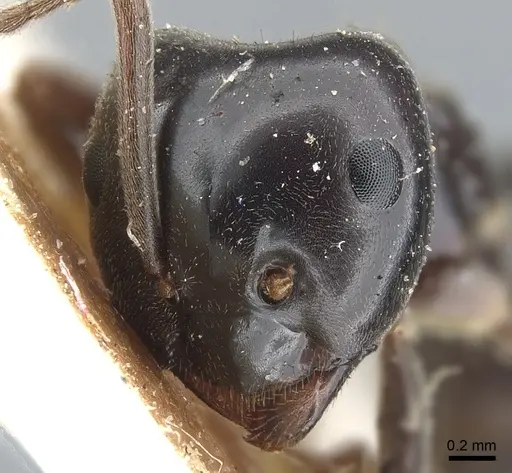 Lasius fuliginosus - CASENT0903208
