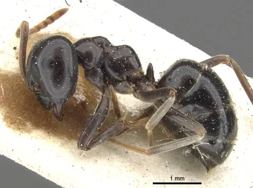 Lasius fuliginosus - CASENT0903208