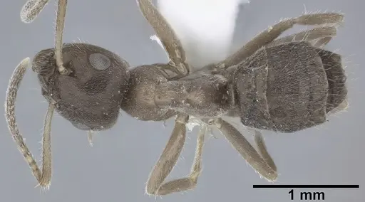 Lasius grandis specimen